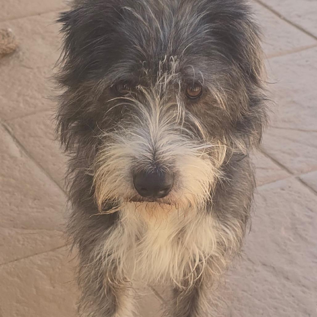 Enlarge Leo, a Adoptable Terrier in San Diego, CA image 6/6
