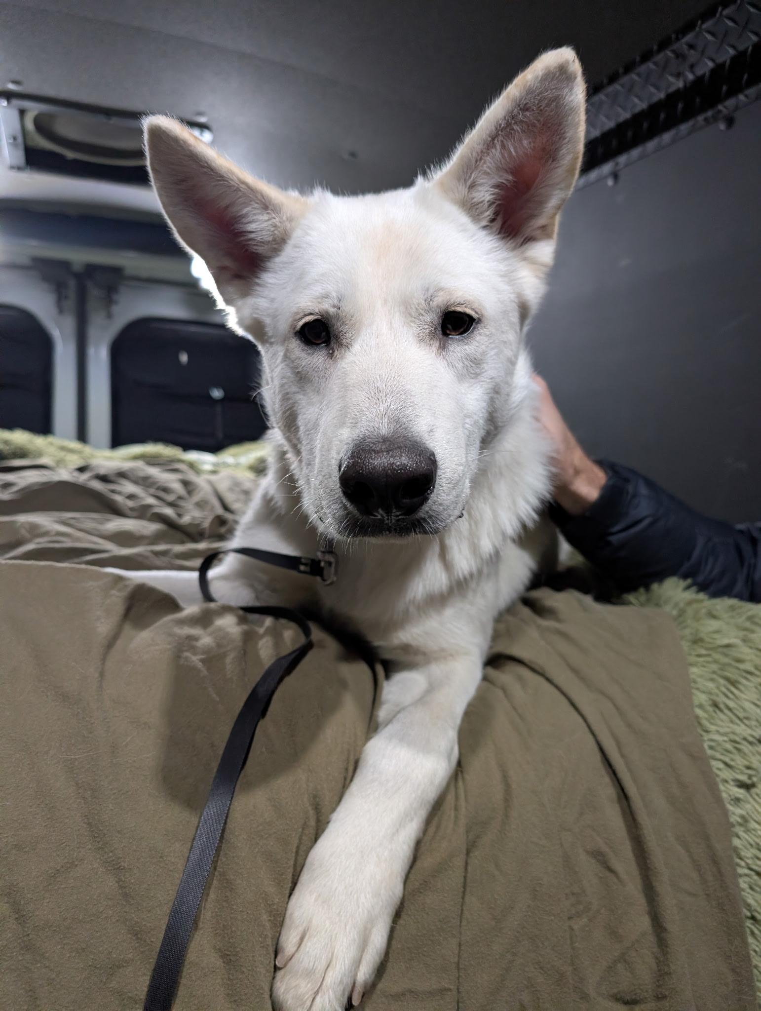 Enlarge Zion, a ADOPTABLE mixed breed in Saratoga Springs, NY image 1/6