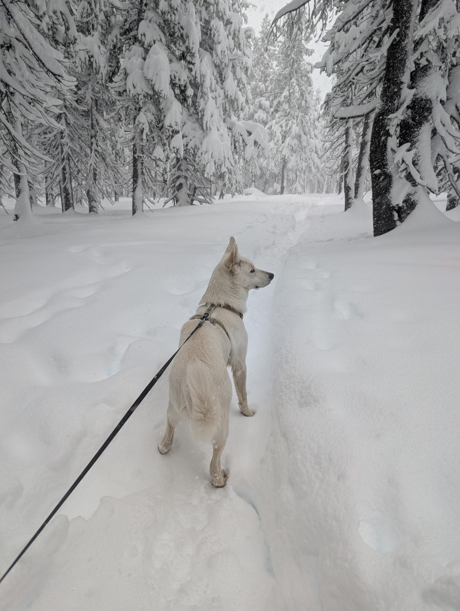 Enlarge Zion, a ADOPTABLE mixed breed in Saratoga Springs, NY image 6/6
