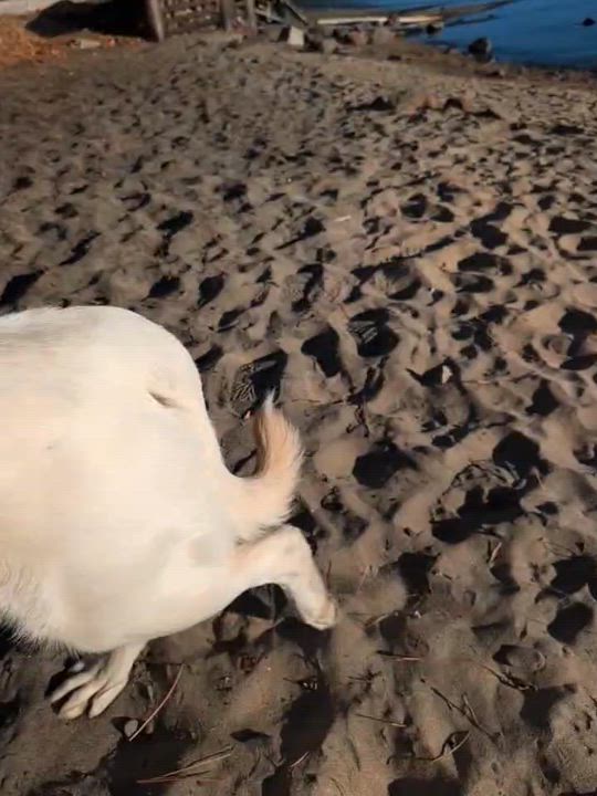 Enlarge Zion, a ADOPTABLE mixed breed in Saratoga Springs, NY video 2/6