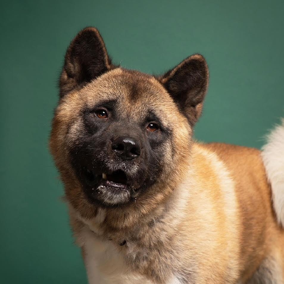 Enlarge Grimswick -100% Sponsored Adoption, a Adoptable mixed breed in West Jefferson, OH image 1/6