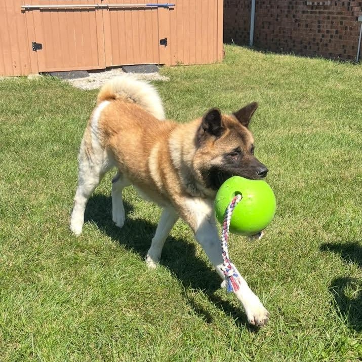 Enlarge Grimswick -100% Sponsored Adoption, a Adoptable mixed breed in West Jefferson, OH image 4/6