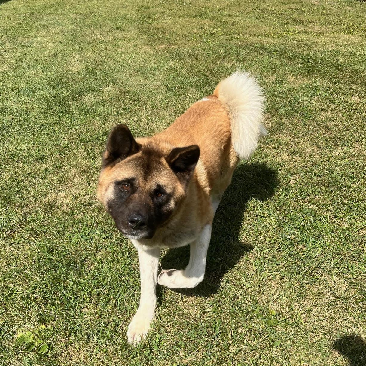 Enlarge Grimswick -100% Sponsored Adoption, a Adoptable mixed breed in West Jefferson, OH image 5/6