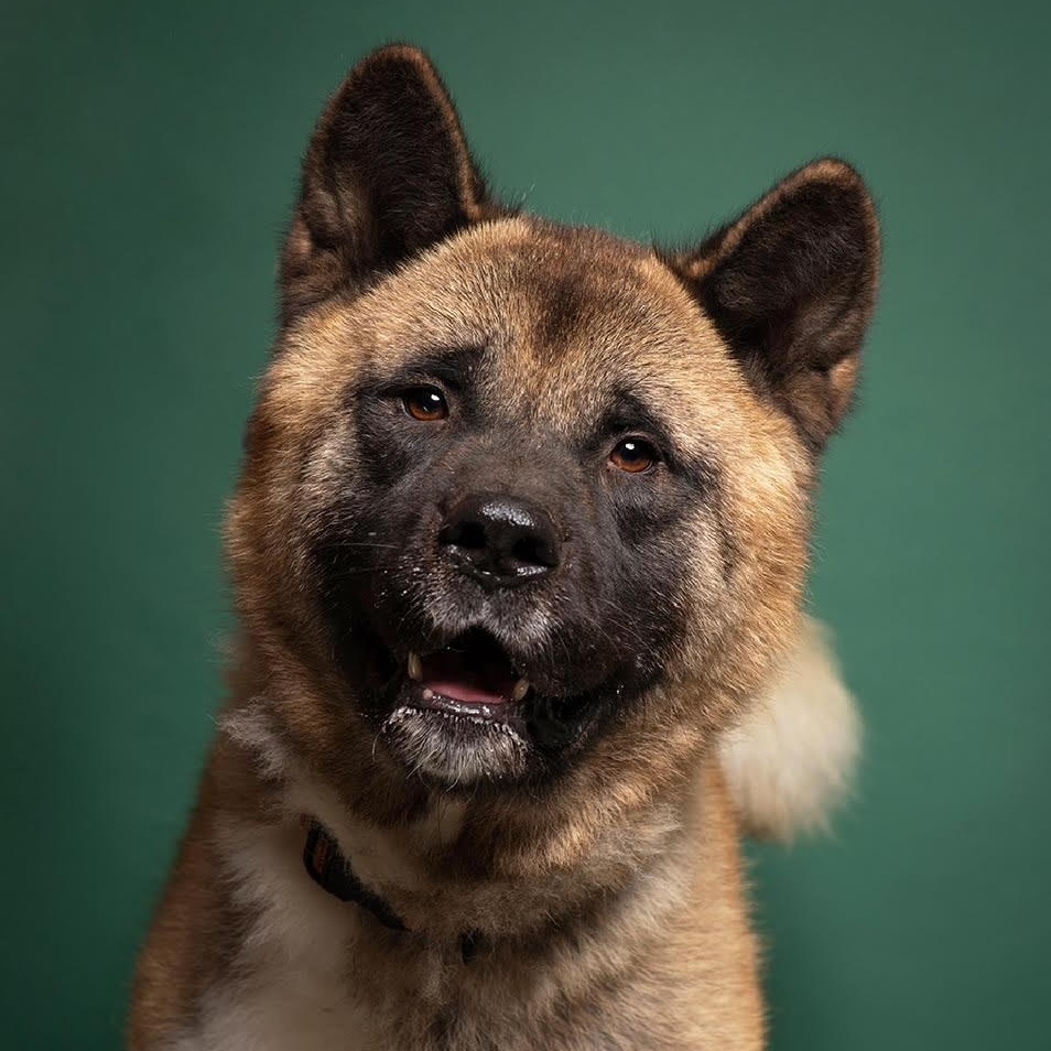 Enlarge Grimswick -100% Sponsored Adoption, a Adoptable mixed breed in West Jefferson, OH image 6/6