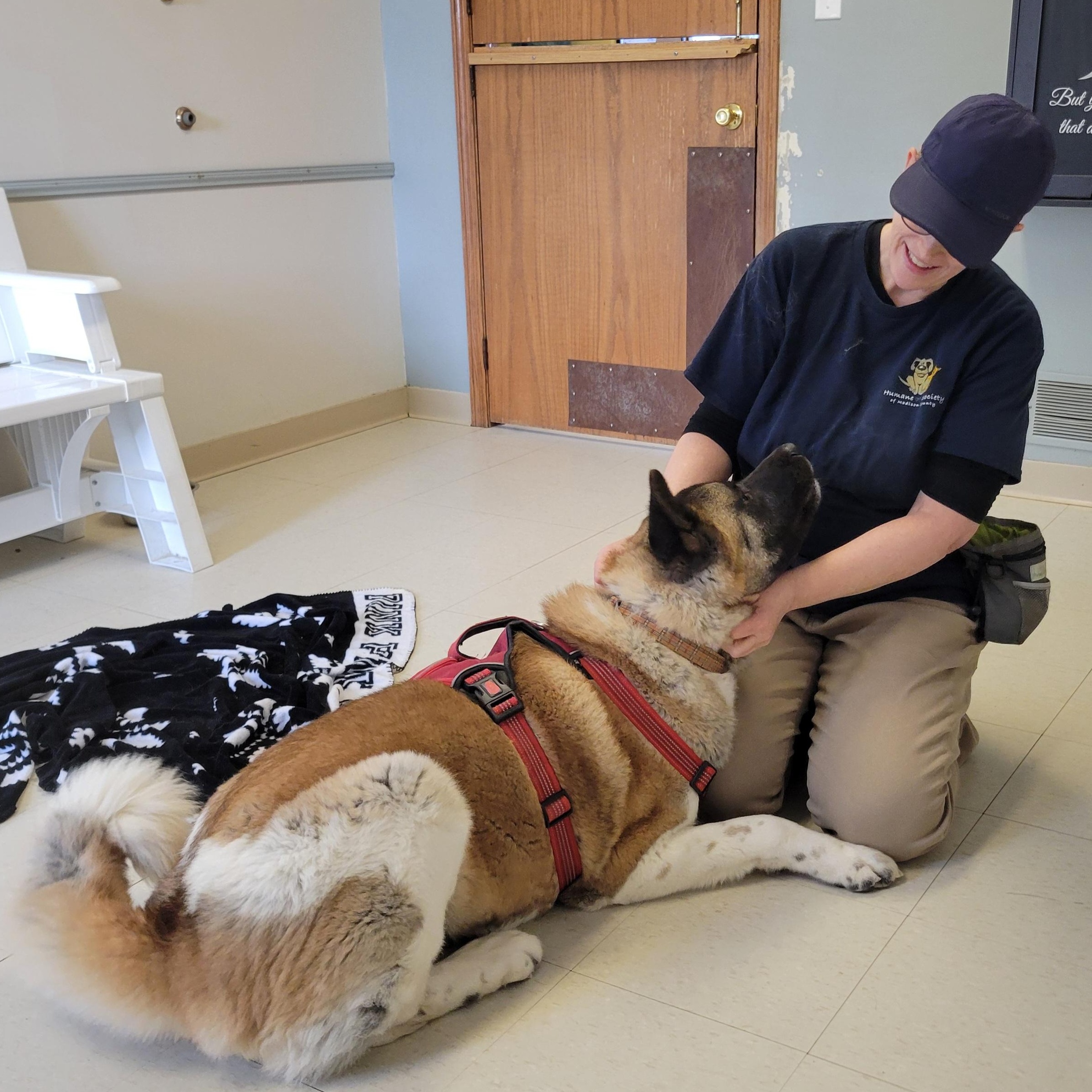 Enlarge Grimswick , a Adoptable mixed breed in West Jefferson, OH image 3/6