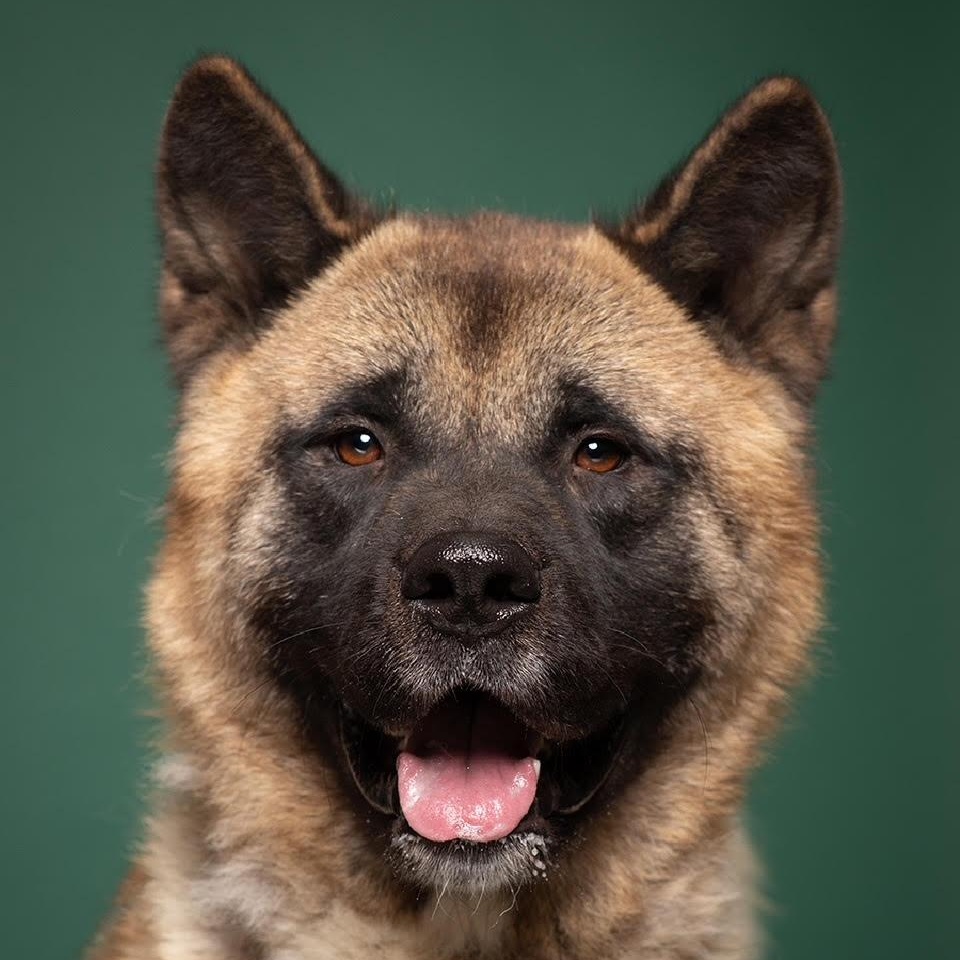 Enlarge Grimswick -100% Sponsored Adoption, a Adoptable mixed breed in West Jefferson, OH image 2/6