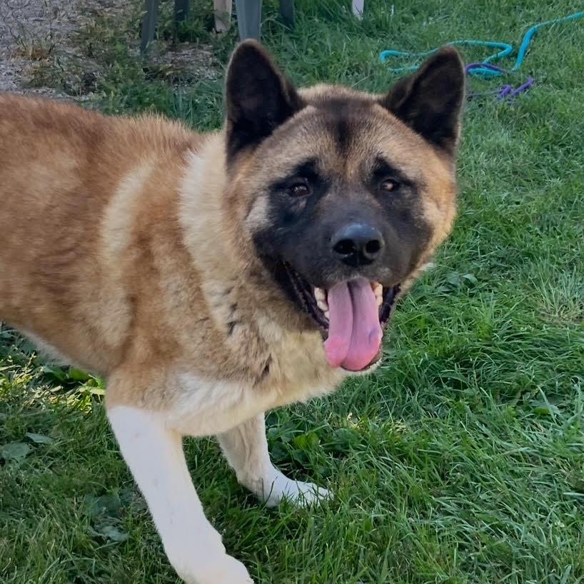 Enlarge Grimswick -100% Sponsored Adoption, a Adoptable mixed breed in West Jefferson, OH image 3/6