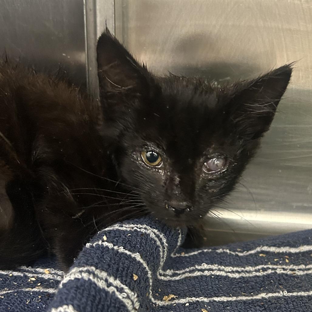 Jupiter, a Adoptable Domestic Medium Hair in Emporia, KS image 1/5
