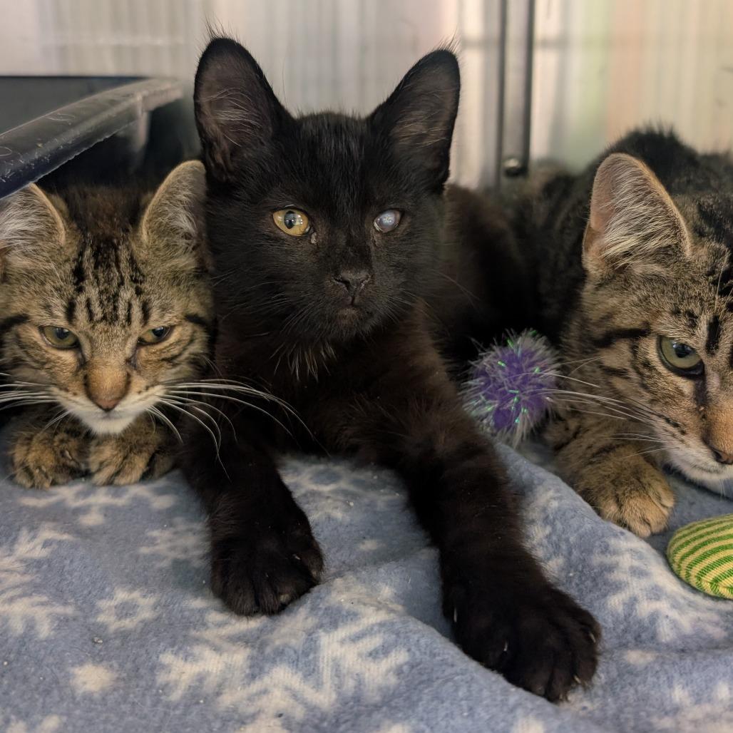 Jupiter, a Adoptable Domestic Medium Hair in Emporia, KS image 2/5