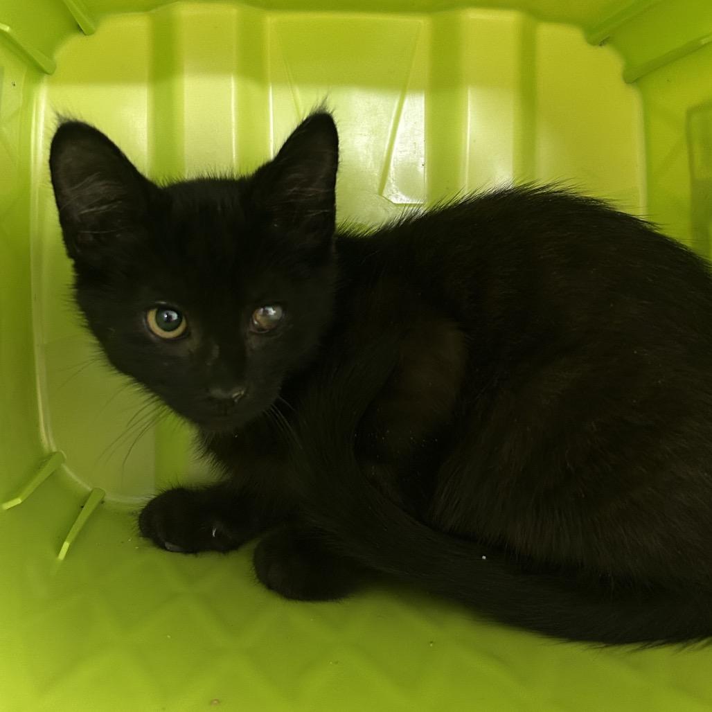 Jupiter, a Adoptable Domestic Medium Hair in Emporia, KS image 3/5