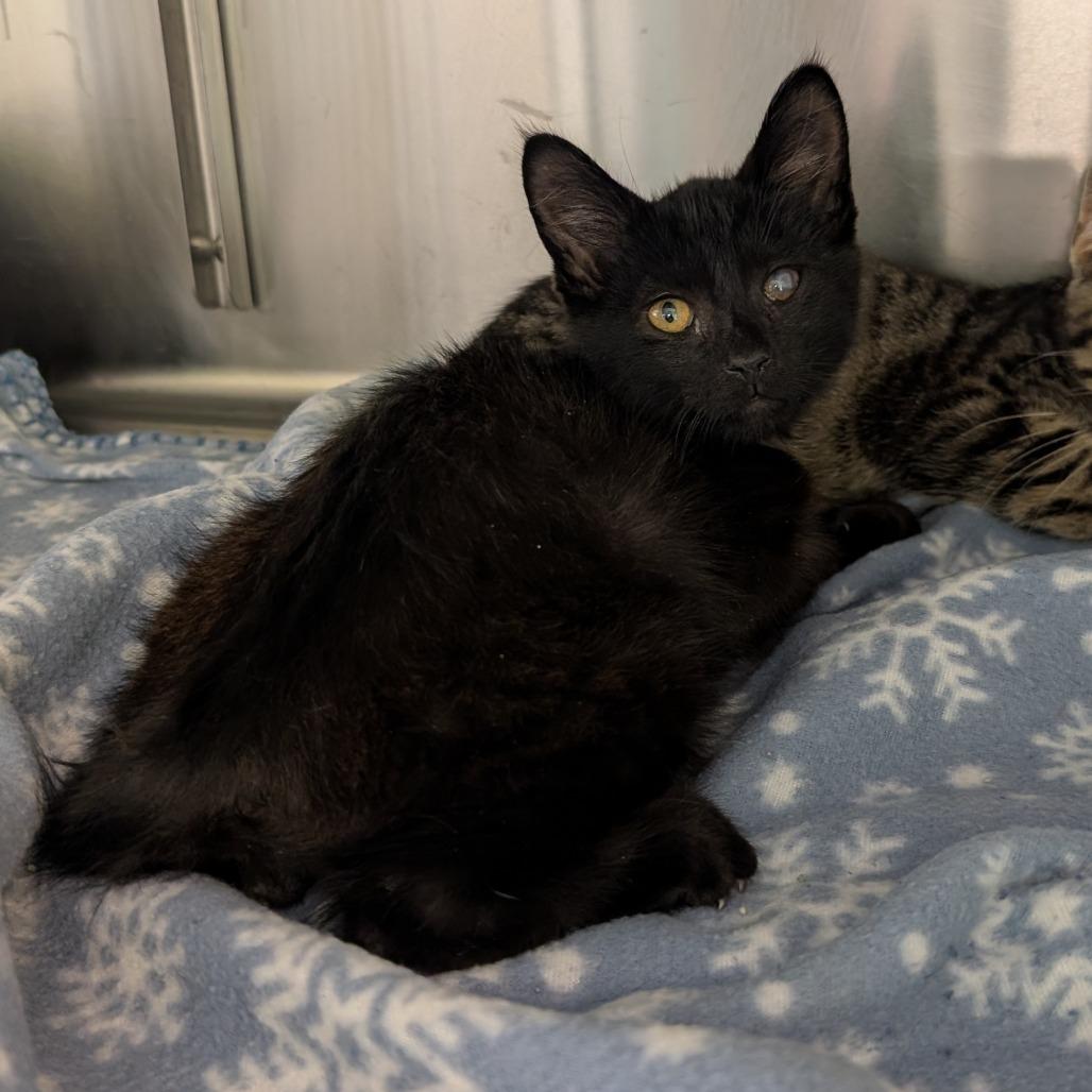 Jupiter, a Adoptable Domestic Medium Hair in Emporia, KS image 4/5
