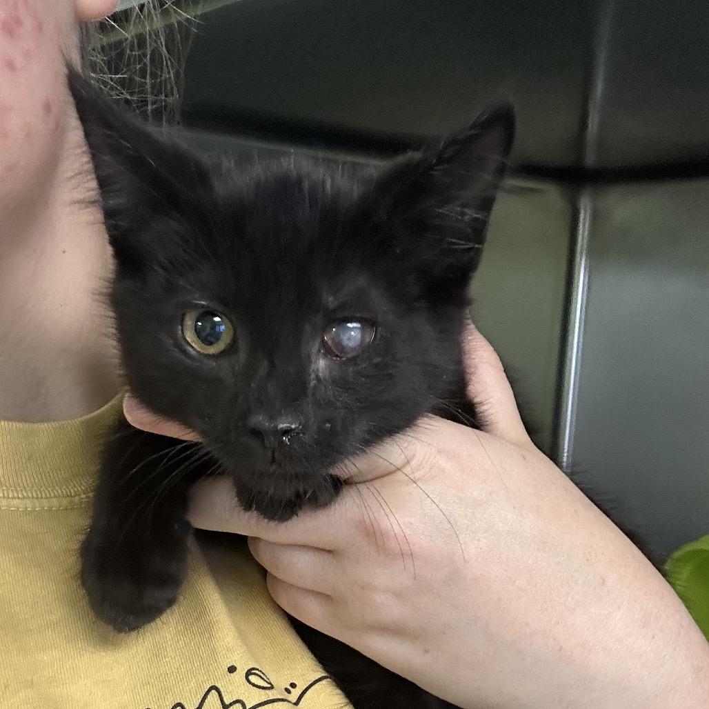 Jupiter, a Adoptable Domestic Medium Hair in Emporia, KS image 5/5