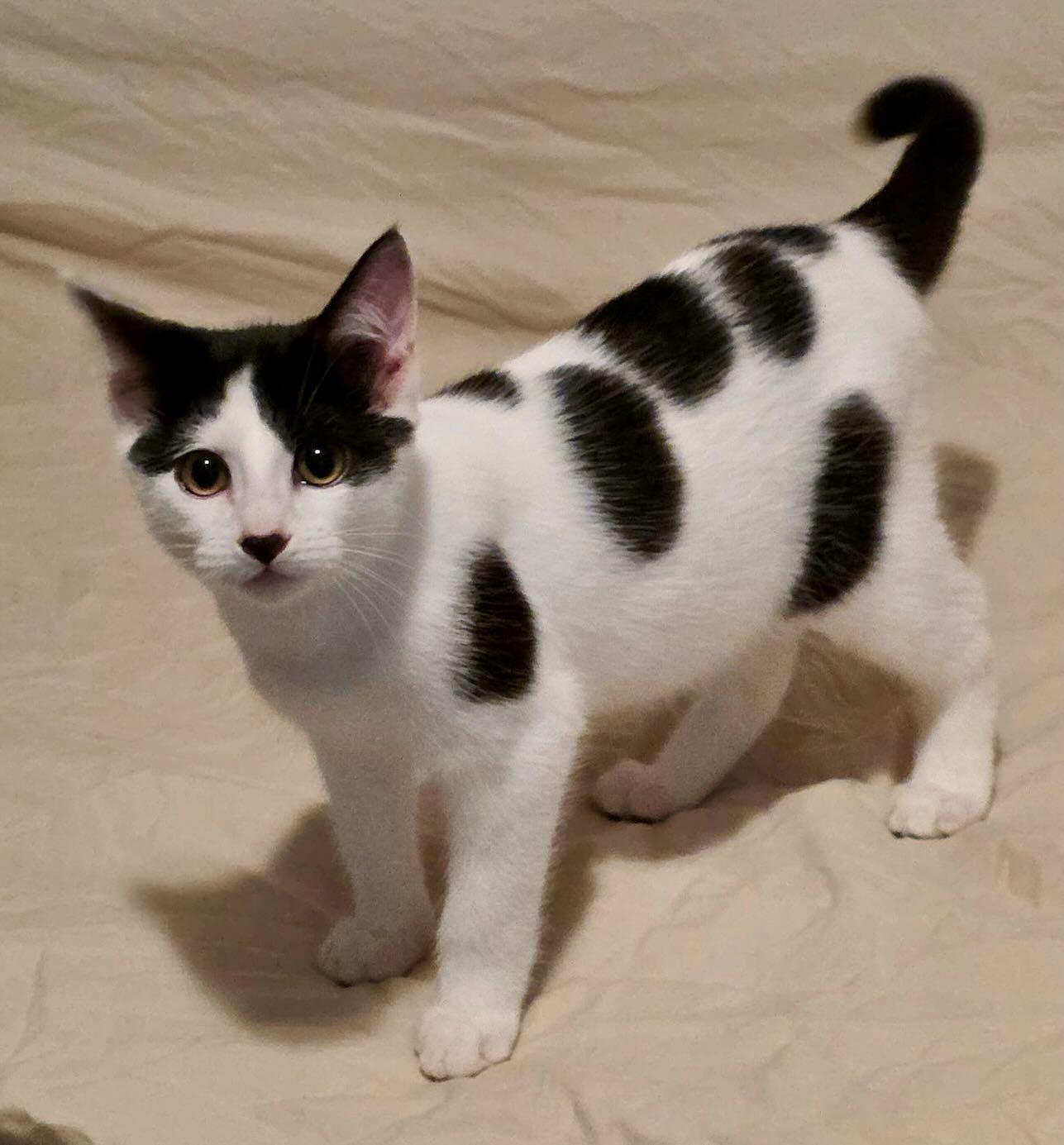 Enlarge Jim Bean & Evan Williams, a Adoptable Domestic Short Hair in Portland, OR image 3/6