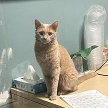 Enlarge Thackery, a Adoptable Domestic Short Hair in Baltimore, MD image 1/2