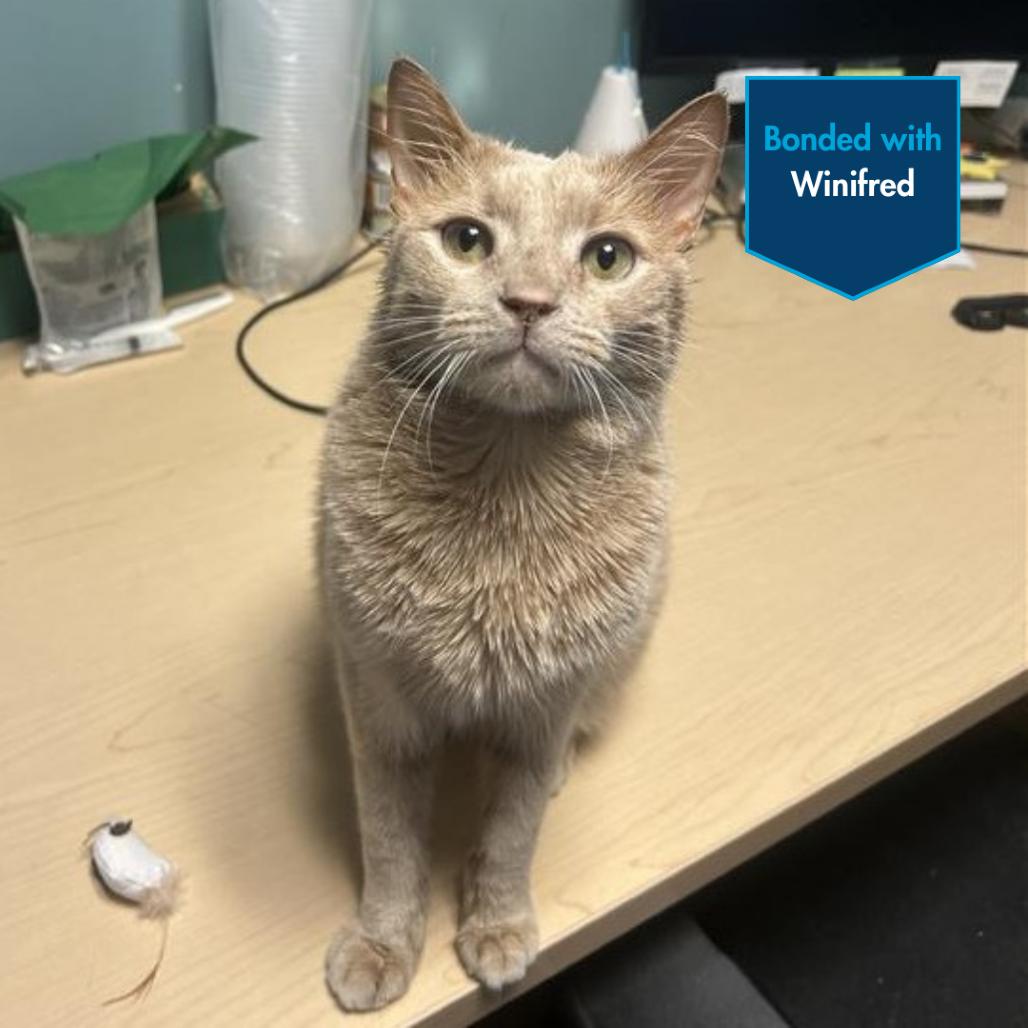 Enlarge Thackery, a Adoptable Domestic Short Hair in Baltimore, MD image 2/2