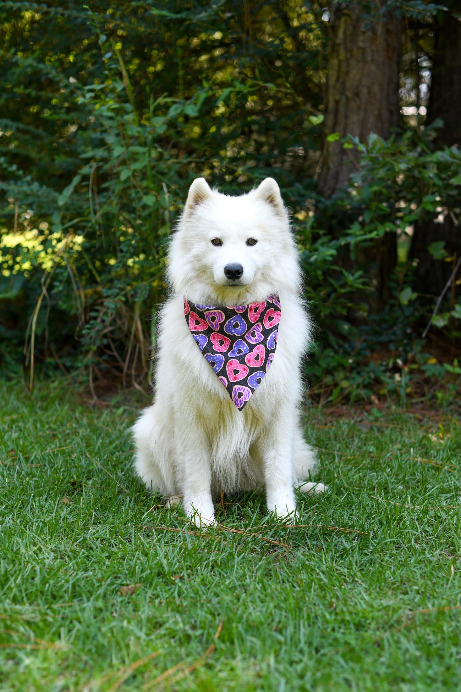 Everest and Himalaya, an adoptable Samoyed in Argyle, NY, 12809 | Photo Image 2