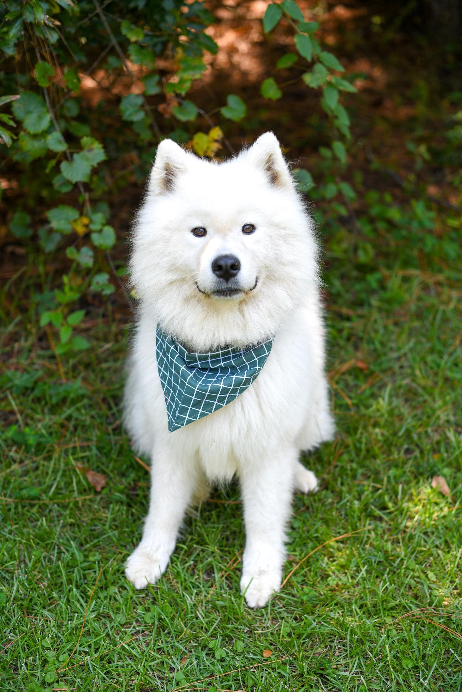 Everest and Himalaya, an adoptable Samoyed in Argyle, NY, 12809 | Photo Image 3