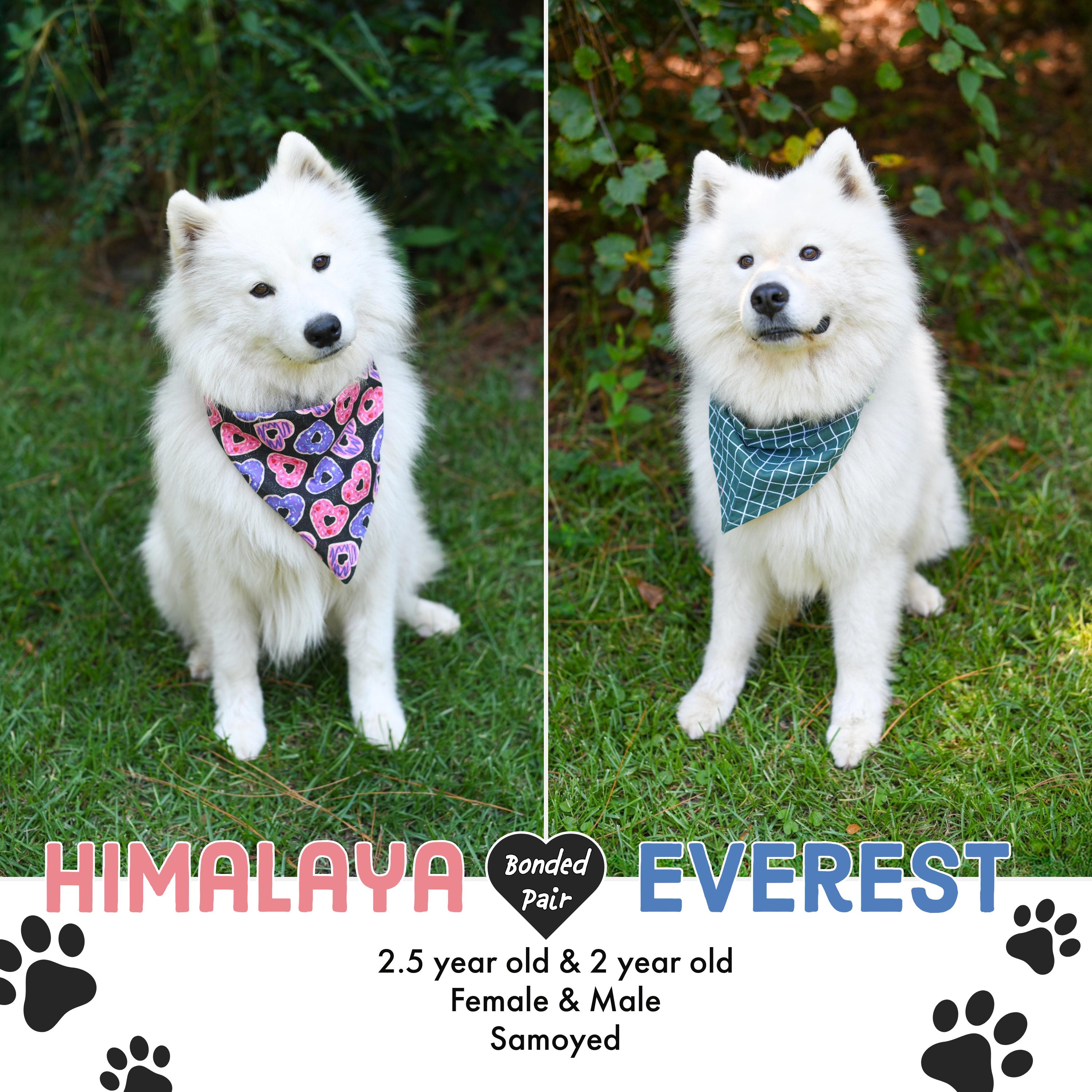 Everest and Himalaya, an adoptable Samoyed in Argyle, NY, 12809 | Photo Image 1