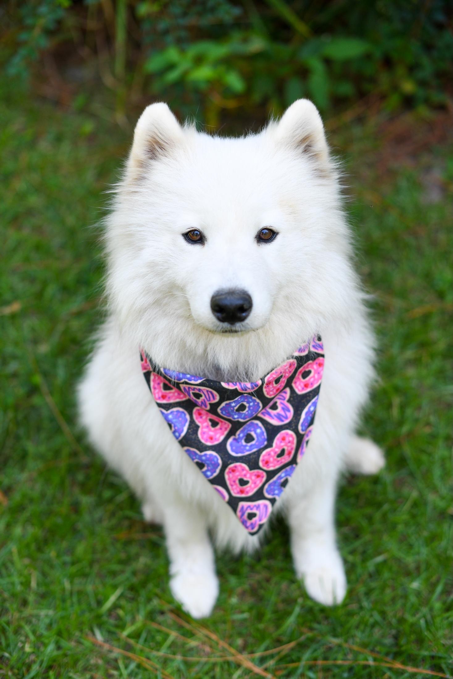 Everest and Himalaya, an adoptable Samoyed in Argyle, NY, 12809 | Photo Image 4