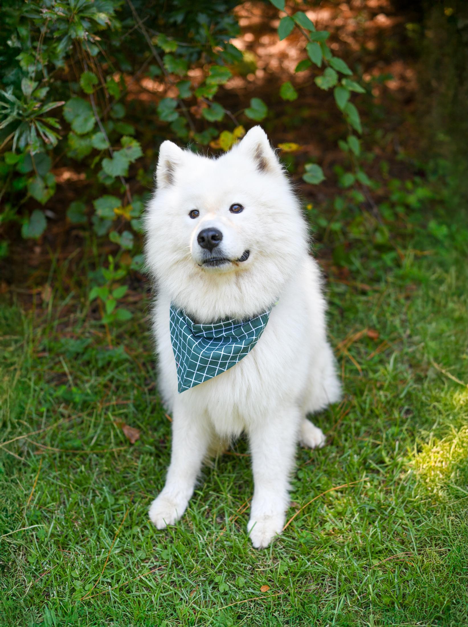 Everest and Himalaya, an adoptable Samoyed in Argyle, NY, 12809 | Photo Image 5