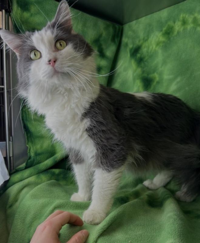 Cookie , a ADOPTABLE Domestic Long Hair in Montrose, CO image 2/5