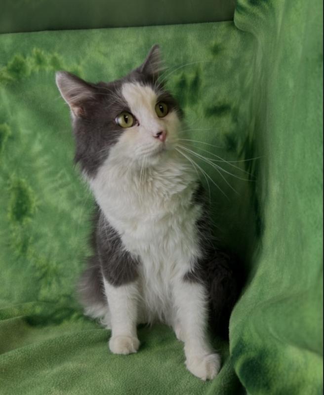 Cookie , a ADOPTABLE Domestic Long Hair in Montrose, CO image 5/5