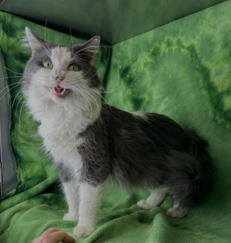 Cookie , a ADOPTABLE Domestic Long Hair in Montrose, CO image 3/5