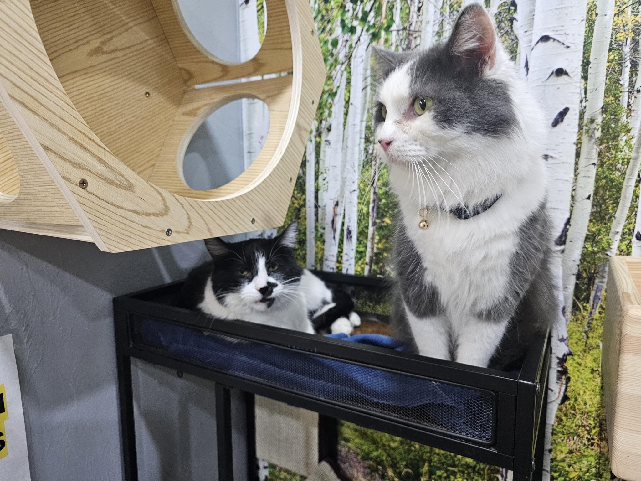 Cookie , a ADOPTABLE Domestic Long Hair in Montrose, CO image 4/5