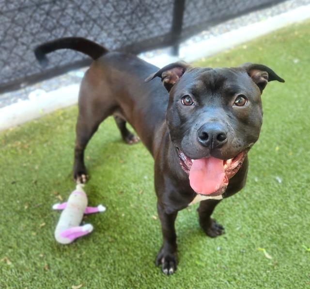 Enlarge EARL, a Adoptable Pit Bull Terrier in Minneapolis, MN image 1/1
