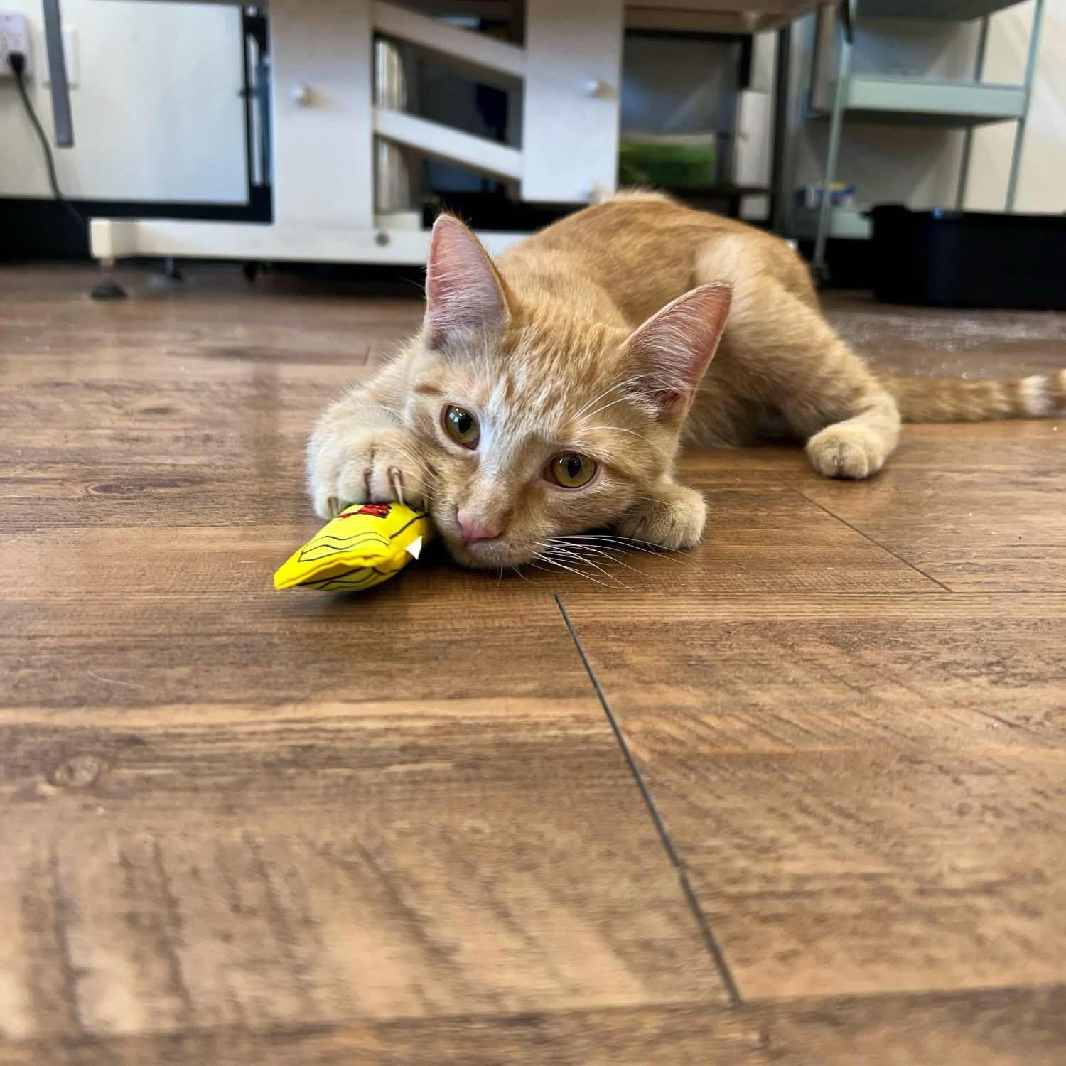 Nimbus & Lacie (bonded siblings)