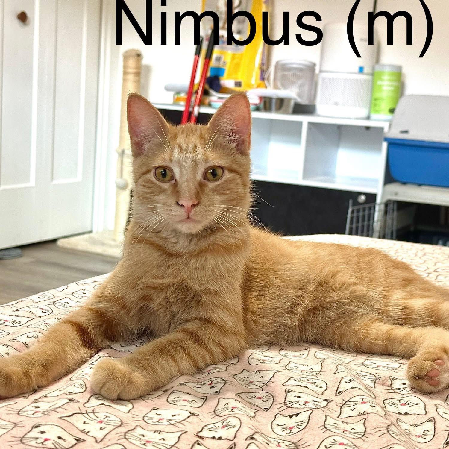 Nimbus & Lacie (bonded siblings)