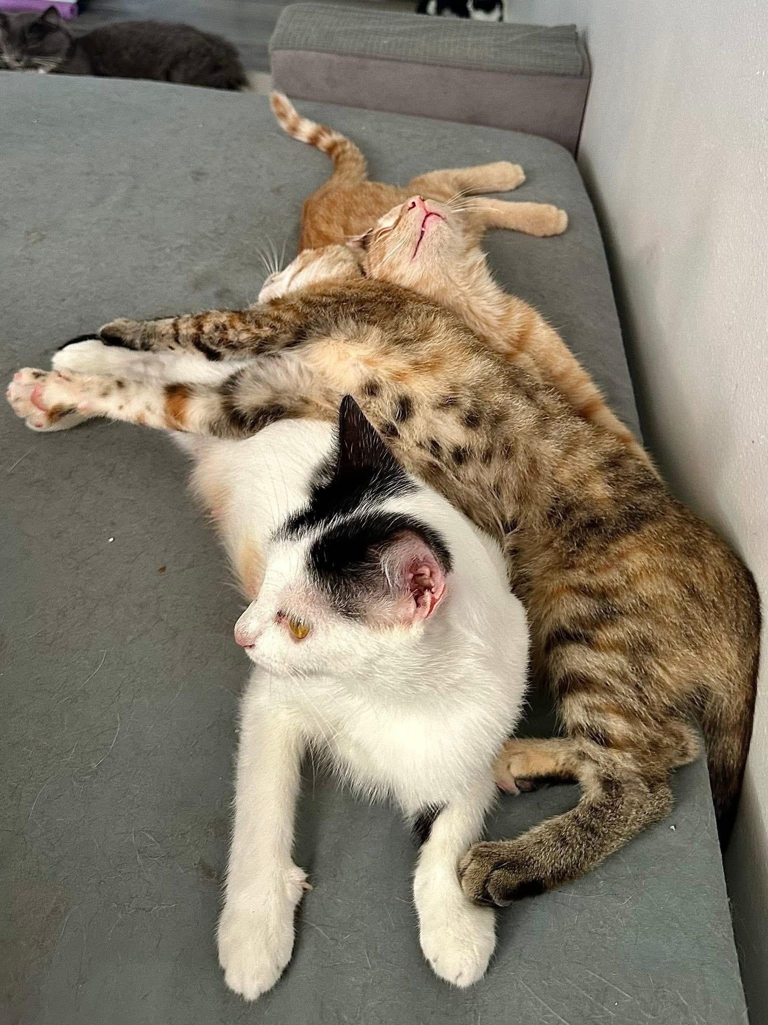 Nimbus & Lacie (bonded siblings)