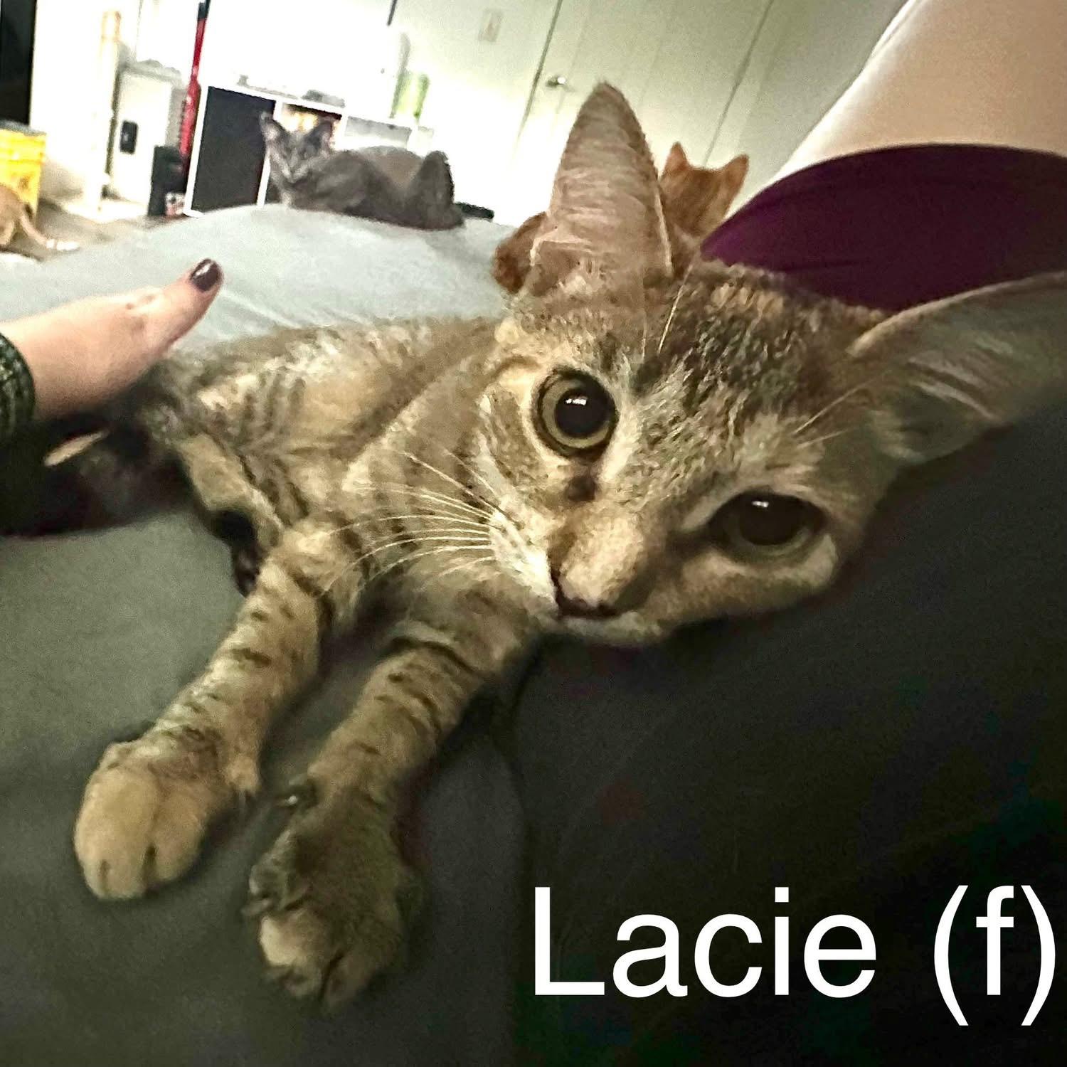 Nimbus & Lacie (bonded siblings)