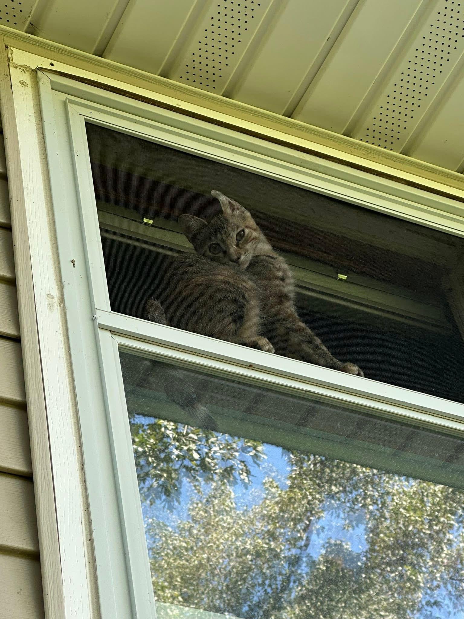 Nimbus & Lacie (bonded siblings)