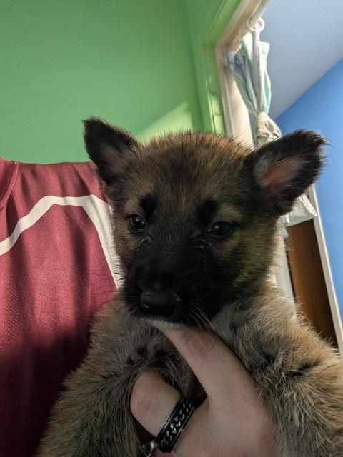 Enlarge Kuschel, a Adoptable mixed breed in Reno, NV image 2/6