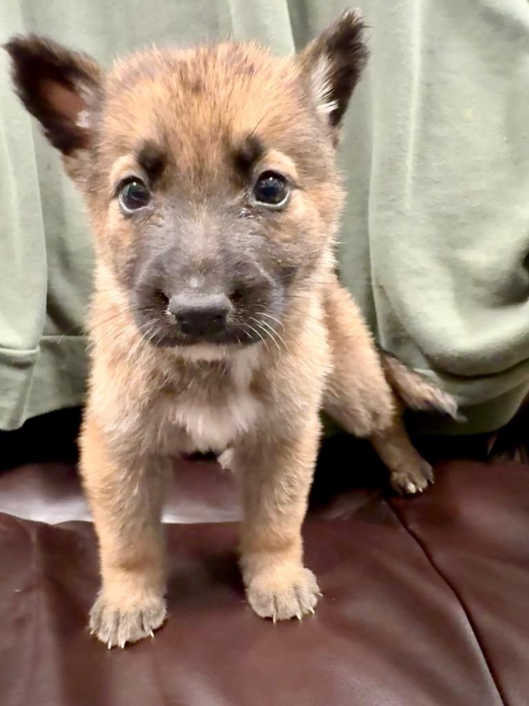 Enlarge Kuschel, a Adoptable mixed breed in Reno, NV image 3/6