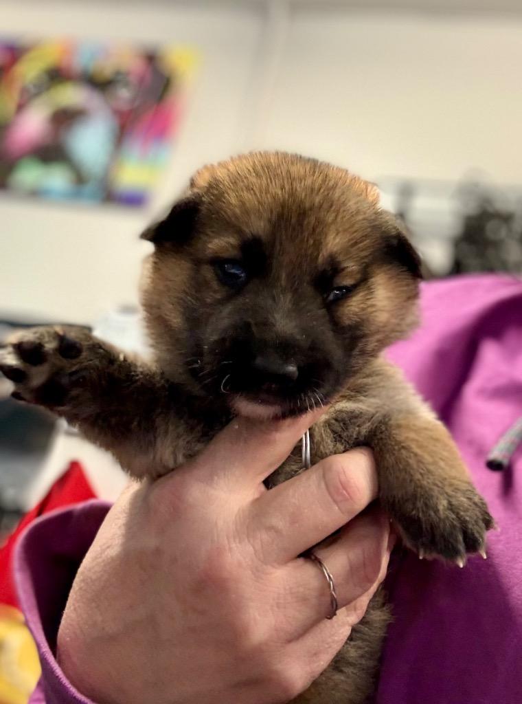 Enlarge Kuschel, a Adoptable mixed breed in Reno, NV image 4/6