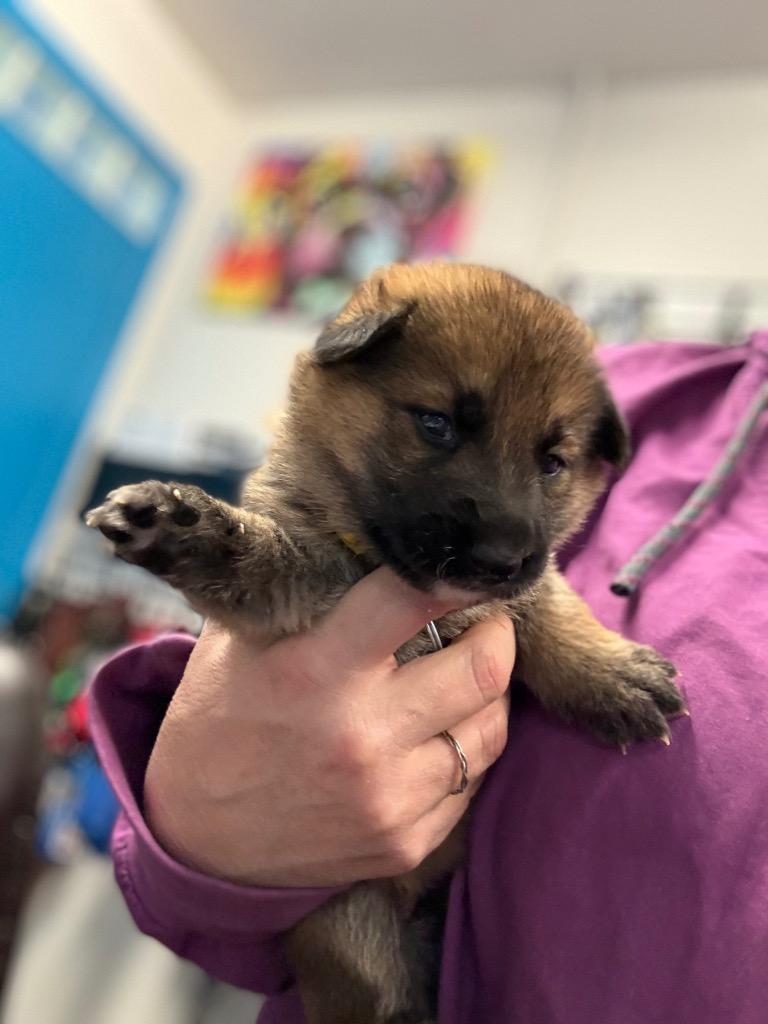 Enlarge Kuschel, a Adoptable mixed breed in Reno, NV image 5/6