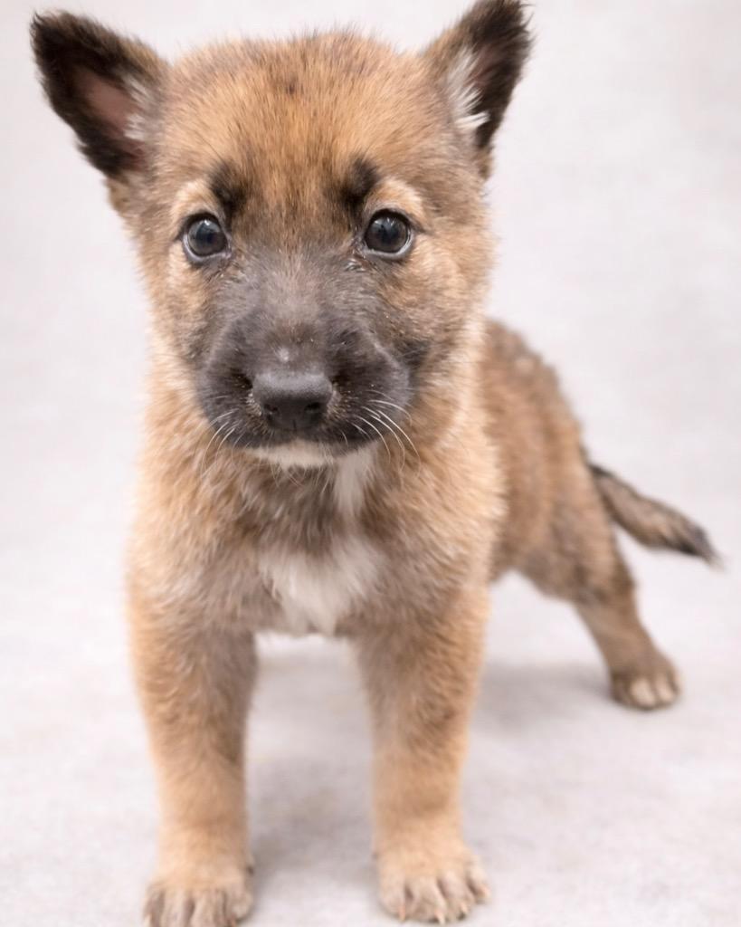 Enlarge Kuschel, a Adoptable mixed breed in Reno, NV image 6/6