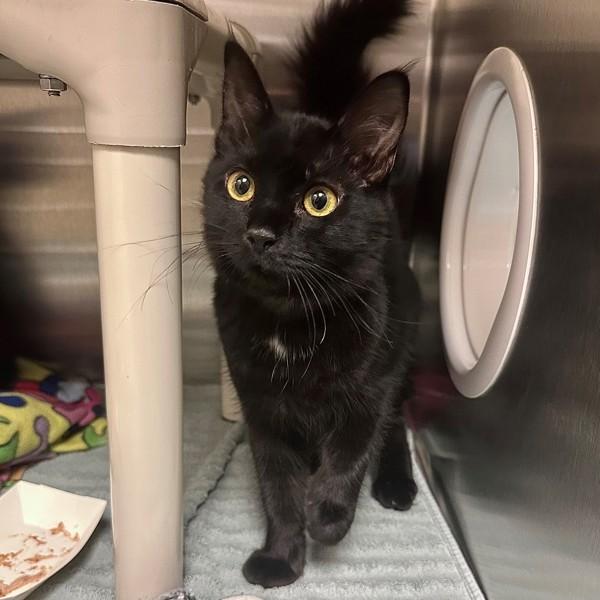 Cyclops, Adoptable, Kitten Female Domestic Medium Hair.