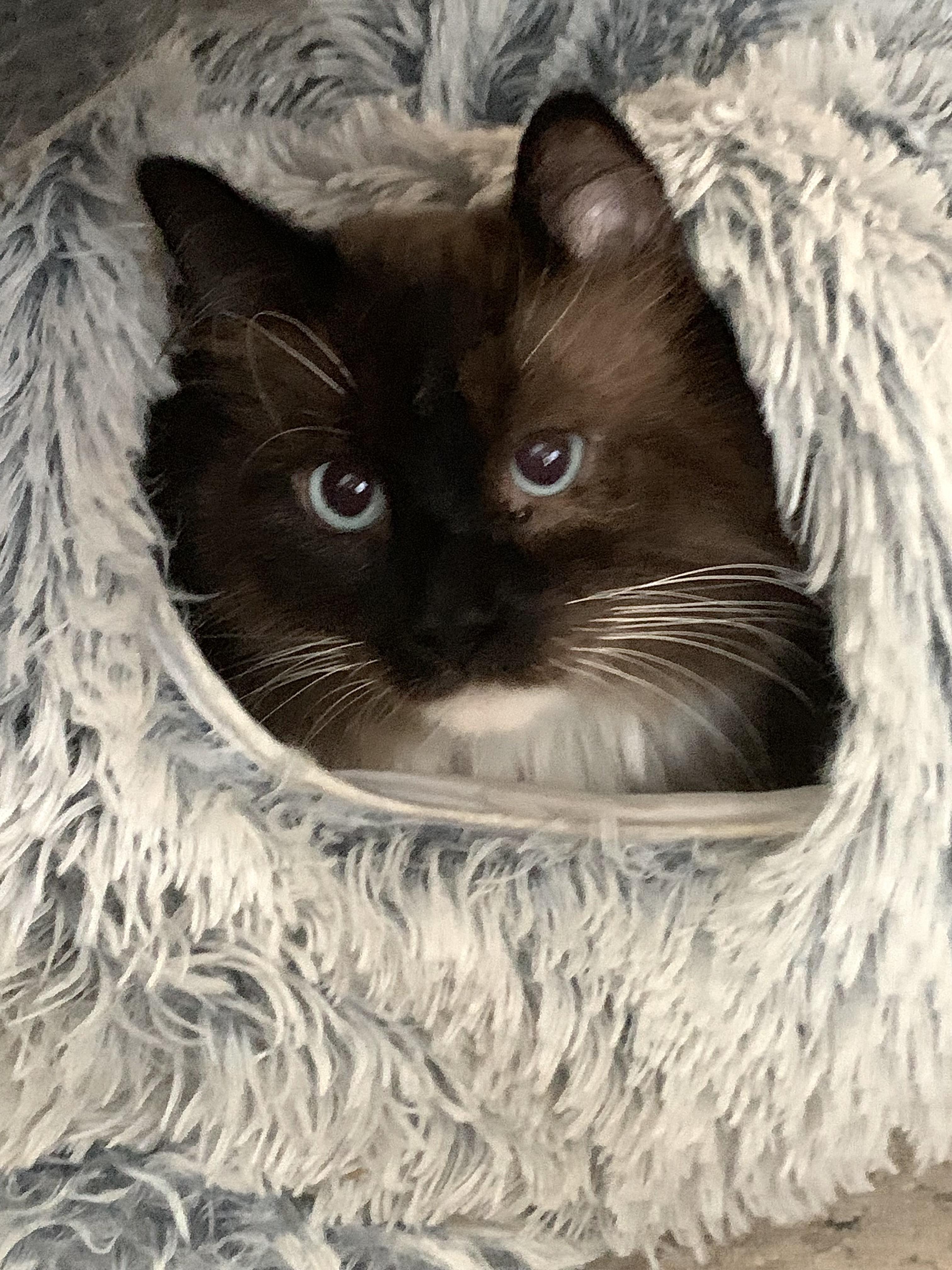 Baron