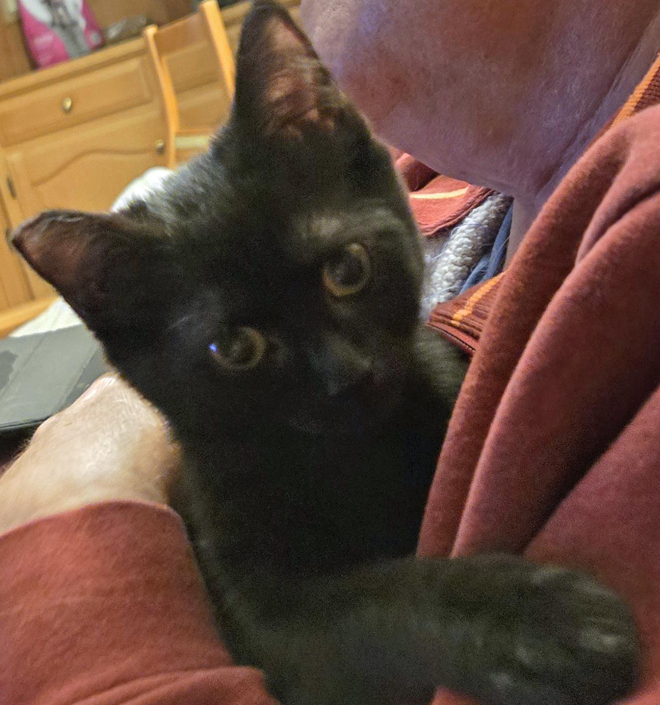 Lilly, Adopted, Kitten Female Domestic Short Hair.