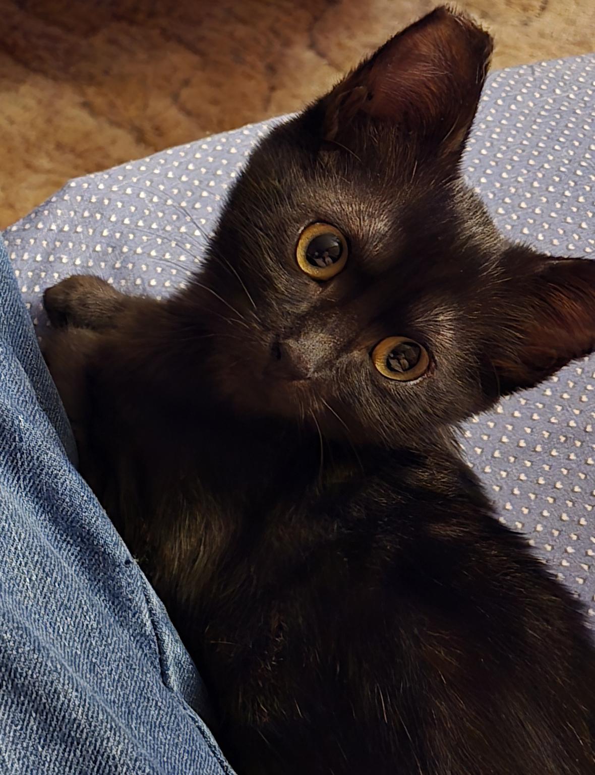 Lilly, a Adopted Domestic Short Hair in Salem, OR image 2/4