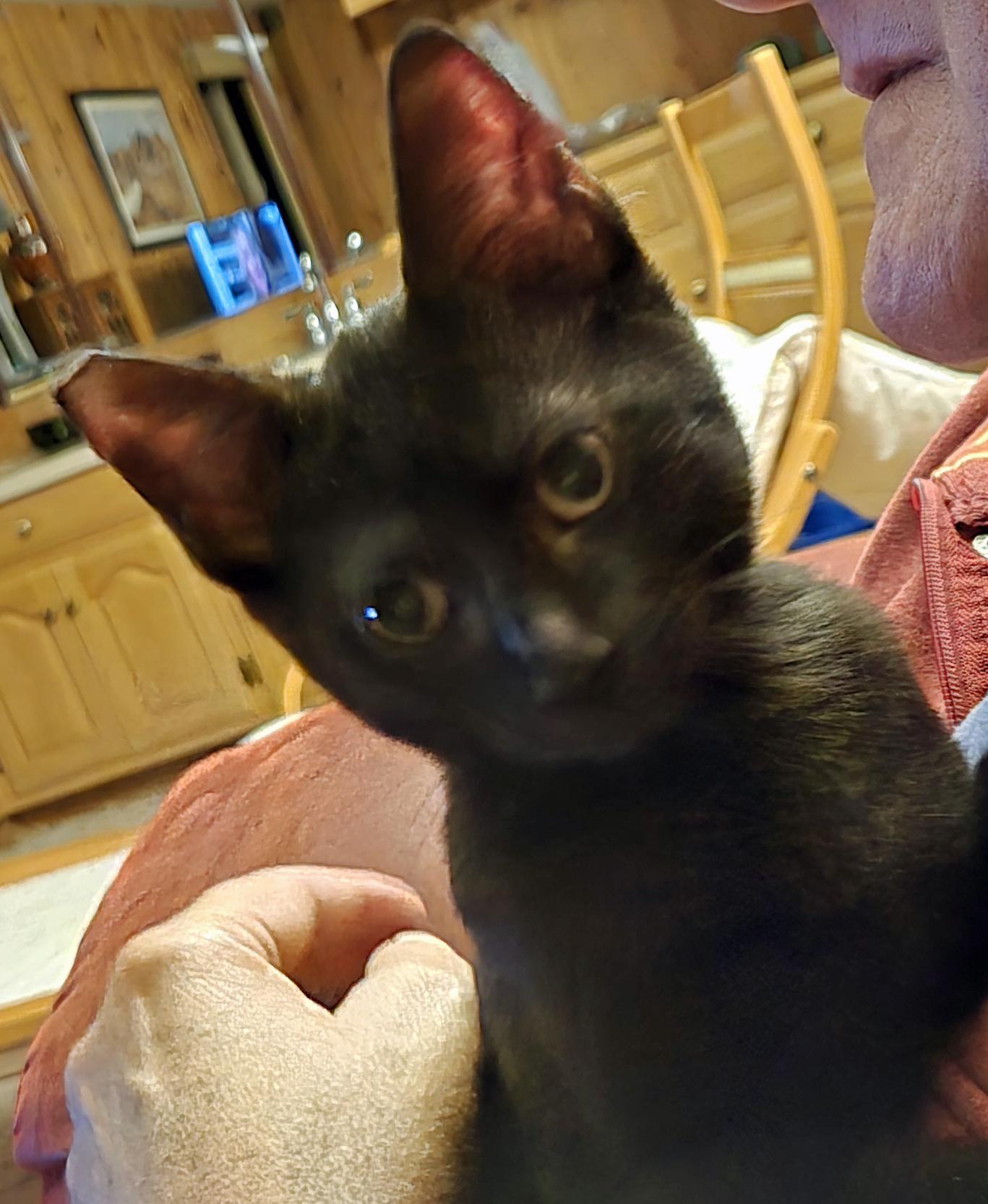 Lilly, a Adopted Domestic Short Hair in Salem, OR image 3/4