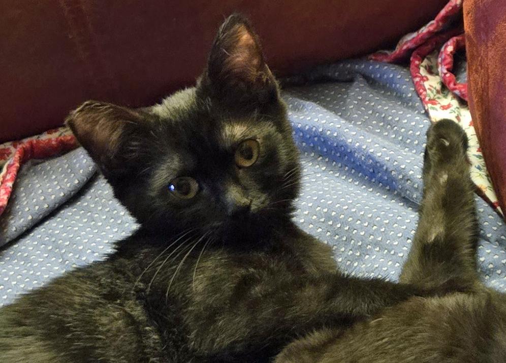 Lilly, a Adopted Domestic Short Hair in Salem, OR image 4/4