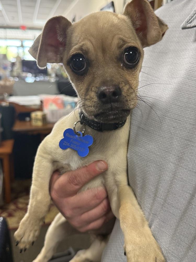 Enlarge Skeeter, a Adoptable mixed breed in Mundelein, IL image 1/6