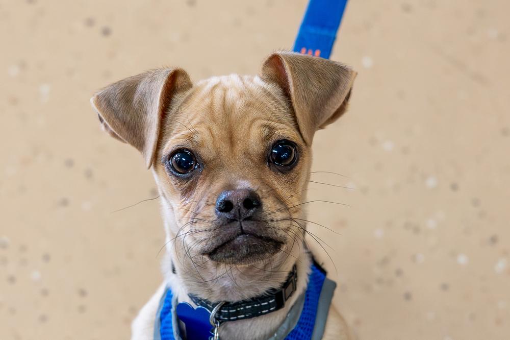 Enlarge Skeeter, a Adoptable mixed breed in Mundelein, IL image 2/6
