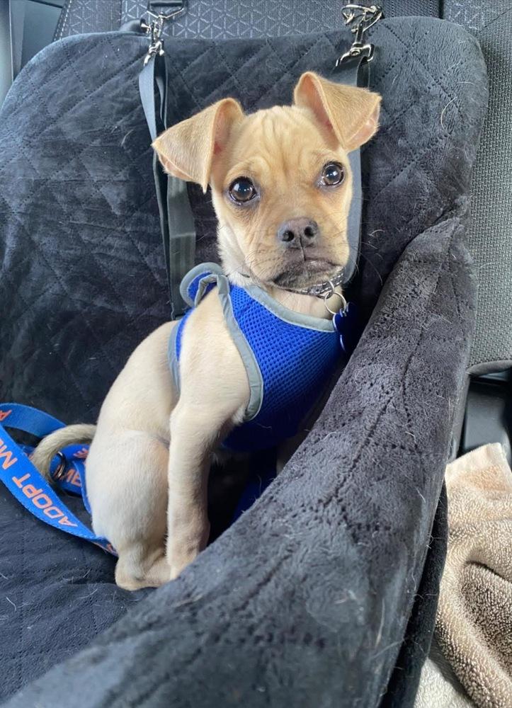 Enlarge Skeeter, a Adoptable mixed breed in Mundelein, IL image 3/6