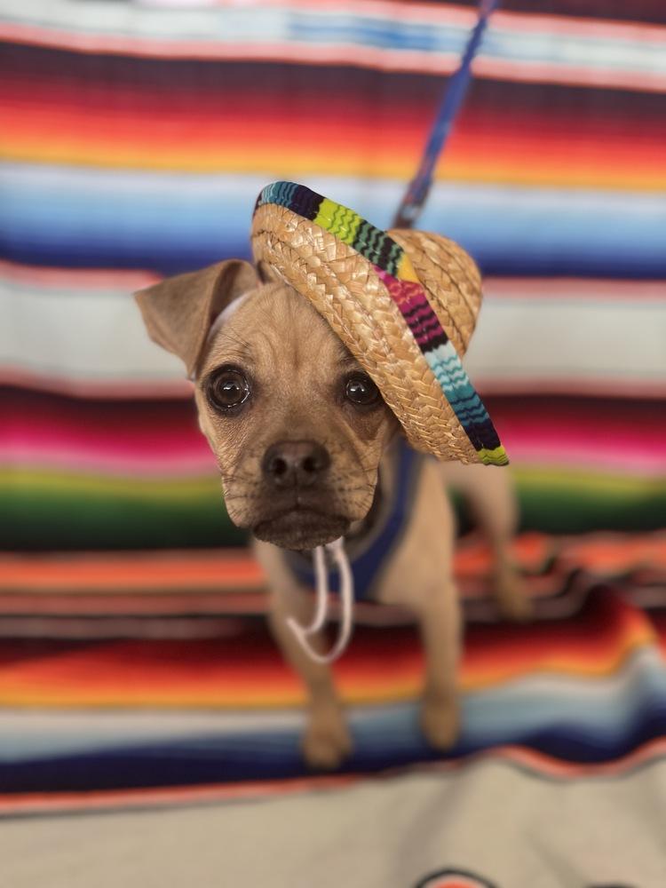 Enlarge Skeeter, a Adoptable mixed breed in Mundelein, IL image 4/6