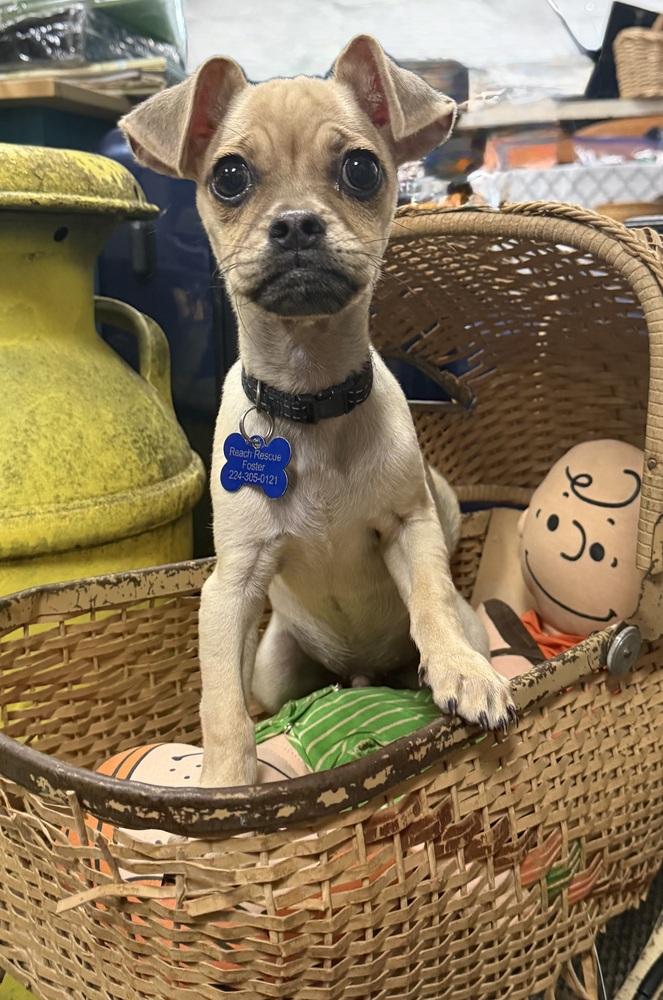 Enlarge Skeeter, a Adoptable mixed breed in Mundelein, IL image 5/6